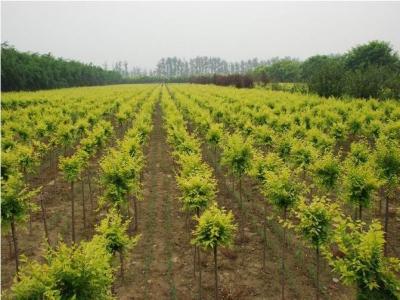 金葉榆在園林綠化中的應用