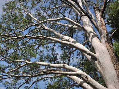 白皮松產(chǎn)地在哪里?