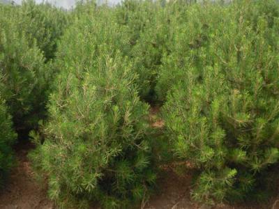 白皮松有什么用途?