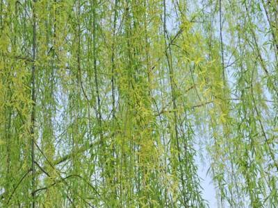 柳樹(shù)都有哪些品種?