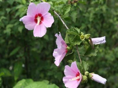 木槿都有哪些品種,花都有什么特點?