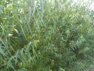 垂柳的市場價格是多少?