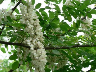 刺槐樹市場(chǎng)價(jià)格是多少?