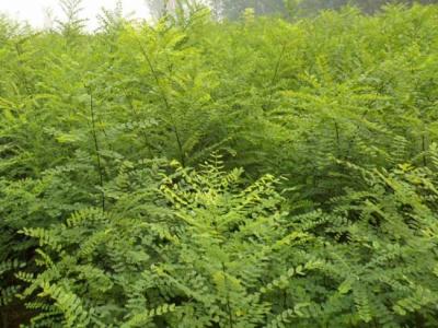 我國的國槐產地分布都有哪些?