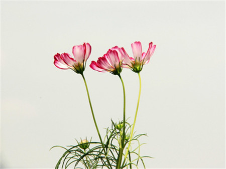 格桑花科普時間:波斯菊可以是! 格桑花科普時間:波斯菊可以是!