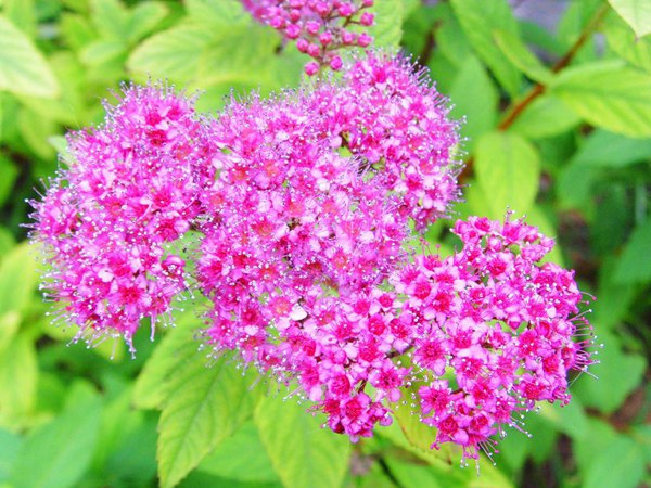 金山繡線(xiàn)菊?qǐng)D片