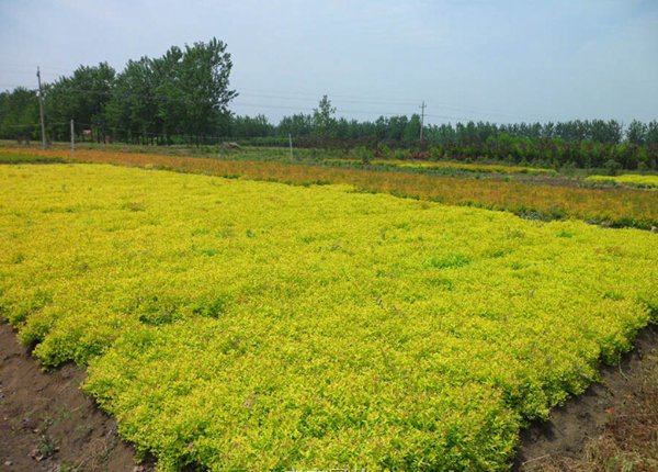 金山繡線(xiàn)菊?qǐng)D片