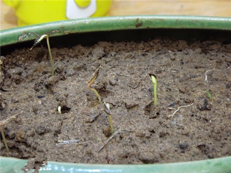 波斯菊種子怎么種 波斯菊種子怎么種