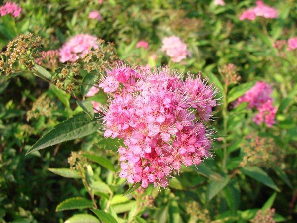 金山繡線(xiàn)菊?qǐng)D片