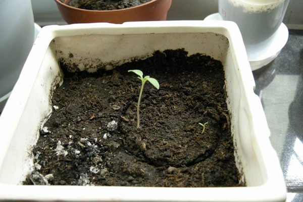 波斯菊種子怎么種 波斯菊種子怎么種