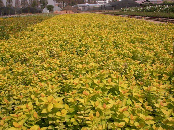 金山繡線(xiàn)菊?qǐng)D片