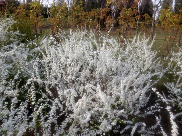 珍珠繡線菊?qǐng)D片