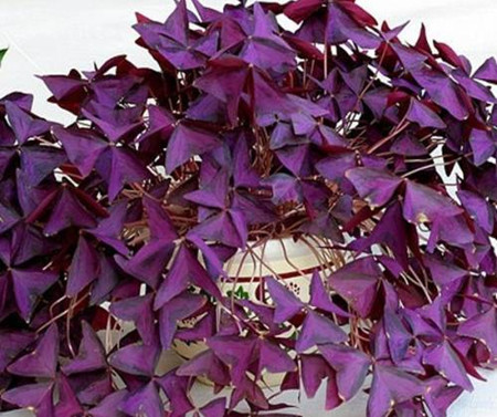 酢漿草養護的環境濕度 酢漿草養護的環境濕度