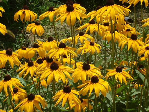 黑心菊圖片 黑心菊圖片