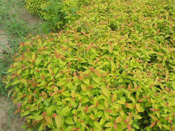 金山繡線(xiàn)菊?qǐng)D片