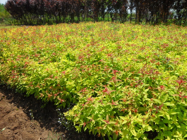 金山繡線(xiàn)菊?qǐng)D片