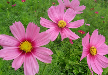 波斯菊形態 波斯菊形態