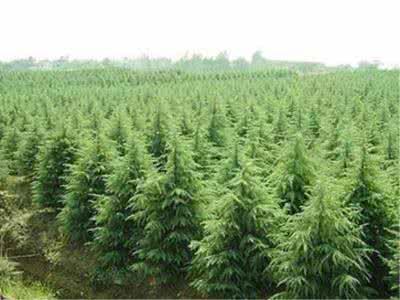 苗木行業還有“金礦”,轉對思路就能挖到