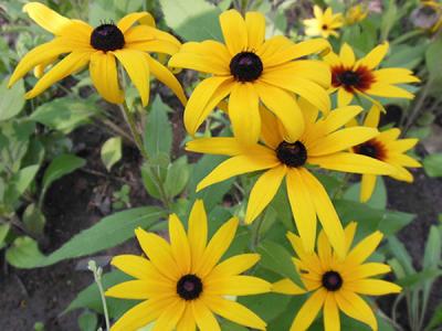 黑心菊怎么種,如何進(jìn)行修剪?