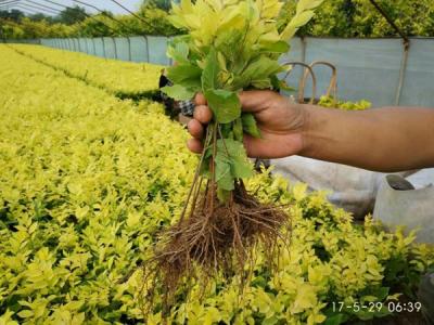 金葉榆小苗多少錢一棵，最新價(jià)格是多少？