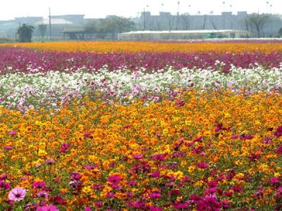 波斯菊的花語是什么?