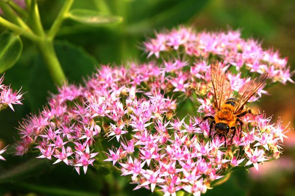 八寶景天家庭養殖方法及注意事項 八寶景天家庭養殖方法及注意事項