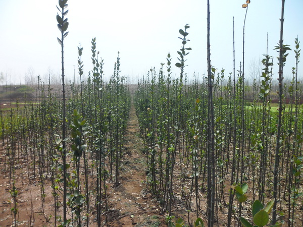 北海道黃楊圖片