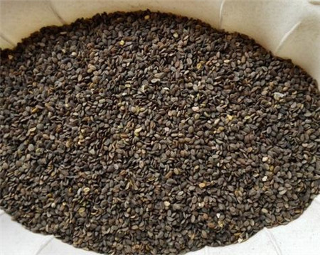 福祿考播種:土壤準備 福祿考播種:土壤準備