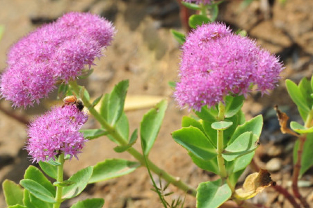野生八寶景天 野生八寶景天