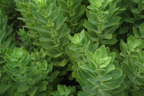 八寶景天有毒嗎? 八寶景天有毒嗎?