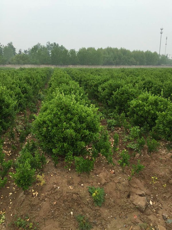 大葉黃楊球圖片