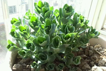 家庭八寶景天盆栽 家庭八寶景天盆栽