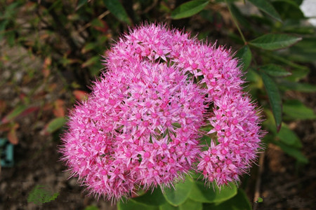 八寶景天觀賞價值 八寶景天觀賞價值