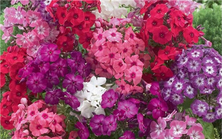 福祿考播種:播種 福祿考播種:播種