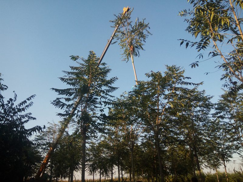 千頭椿正在裝車