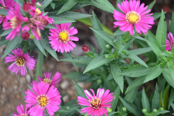 荷蘭菊的養(yǎng)殖方法和注意事項(xiàng) 荷蘭菊的養(yǎng)殖方法和注意事項(xiàng)