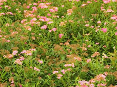 金山繡線(xiàn)菊花期