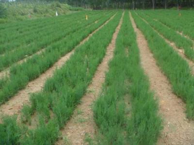 【側柏】側柏價格_圖片_種植方法