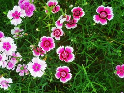 常夏石竹怎么養？