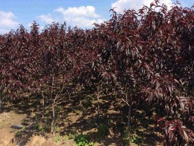 【山杏太陽李】山杏太陽李樹苗