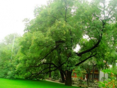 種植國槐的整體利用價值有哪些?