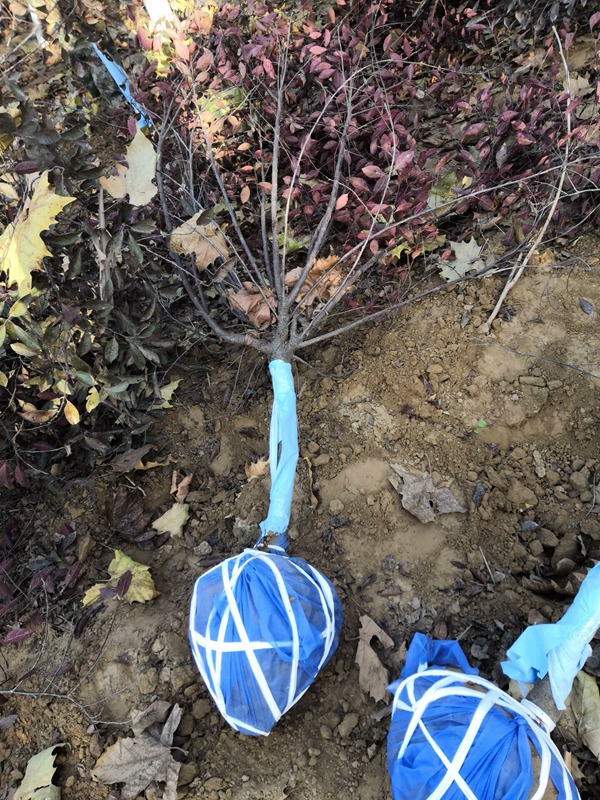 紫葉矮櫻 紫葉矮櫻