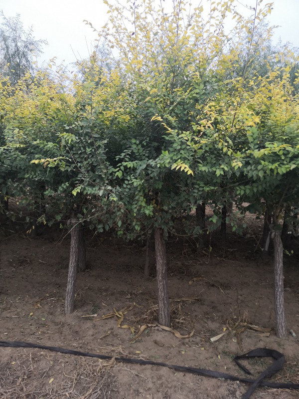 矮接金葉榆 矮接金葉榆