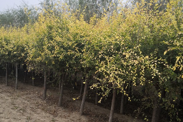 矮接金葉榆 矮接金葉榆