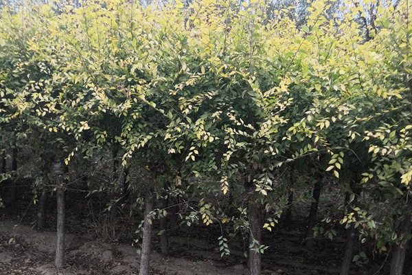 矮接金葉榆 矮接金葉榆