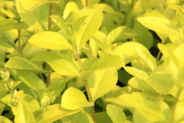 金葉女貞和金森女貞有什么區(qū)別 金葉女貞和金森女貞有什么區(qū)別