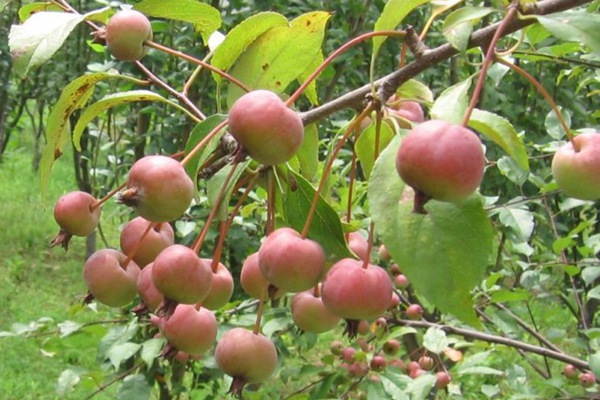 1542244462724701.jpg 西府海棠果