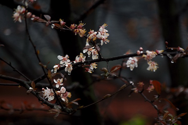紅葉李花 紅葉李花