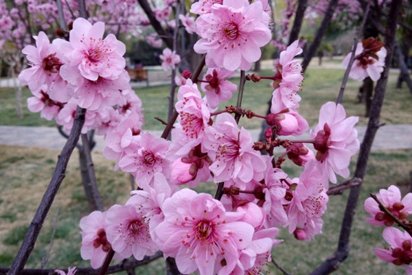 美人梅花 美人梅花