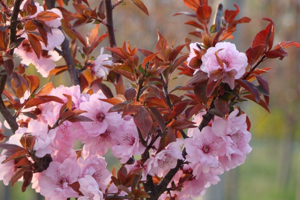 美人梅葉 美人梅葉